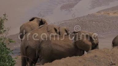 大象成群结队地站在酷酷有趣的池塘里，拍打着它们巨大的耳朵